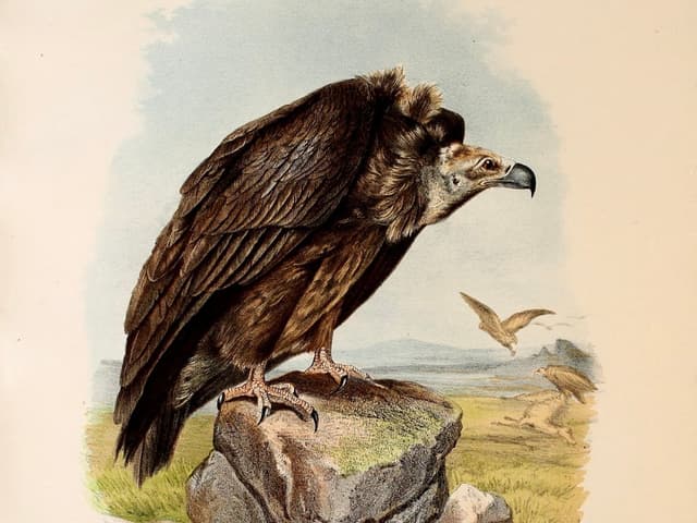 Grågam