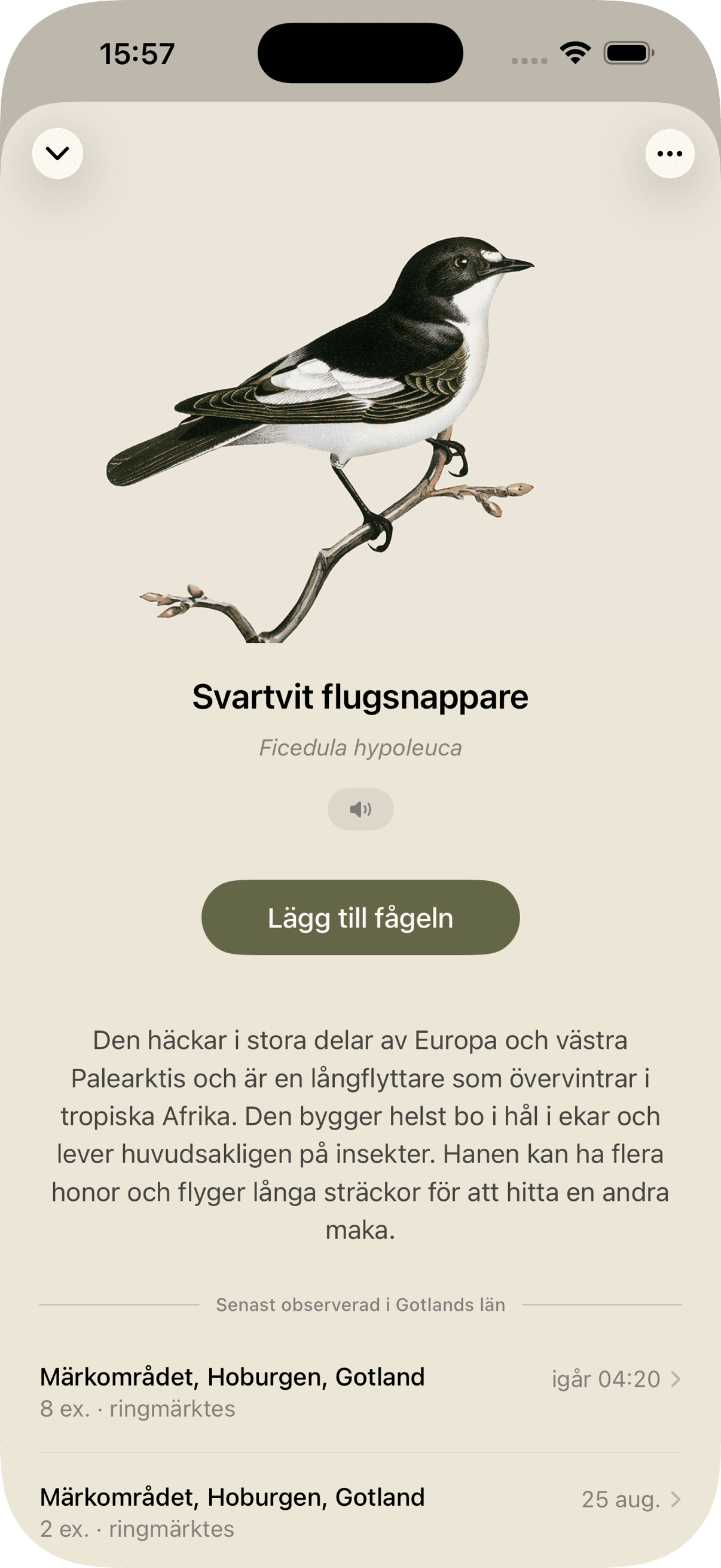 Mina fåglar – fågelkort för Svartvit flugsnappare